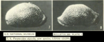 Paranesidea algicola Maddocks, 1969 from the original description (Maddocks, 1969,  Pl. 1.5-1.6)