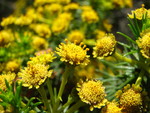 Baccharis aliena (Spreng.) Joch.Müll.