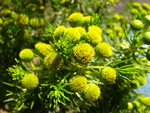 Baccharis aliena (Spreng.) Joch.Müll.