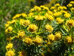 Baccharis aliena (Spreng.) Joch.Müll.