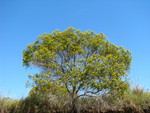 Baccharis aliena (Spreng.) Joch.Müll.
