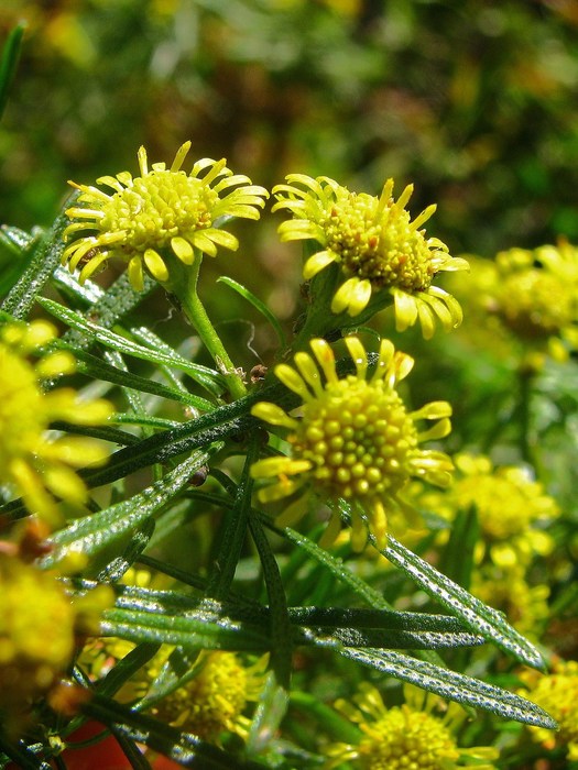 Baccharis hyemalis Deble Baccharis hyemalis Deble