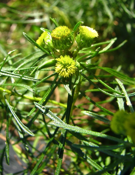 Baccharis hyemalis Deble