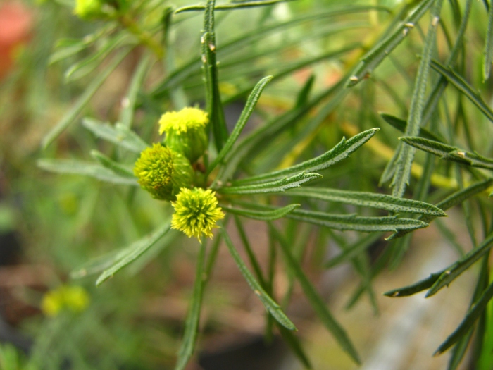 Baccharis hyemalis Deble