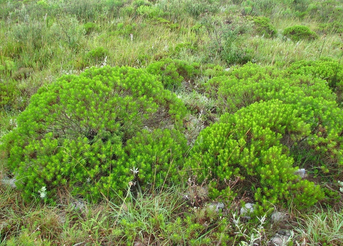 Baccharis hyemalis Deble Baccharis hyemalis Deble