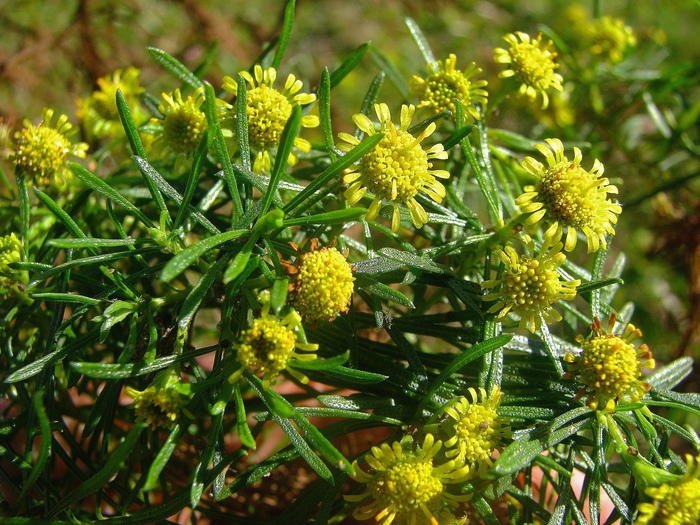 Baccharis hyemalis Deble Baccharis hyemalis Deble