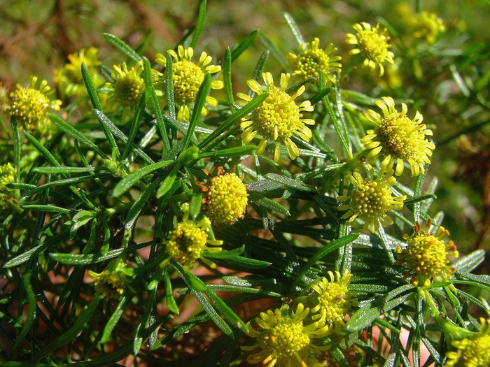 Baccharis hyemalis Deble