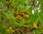 Baccharis psiadioides (Less.) Joch.Müll.