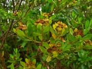 Baccharis psiadioides (Less.) Joch.Müll.