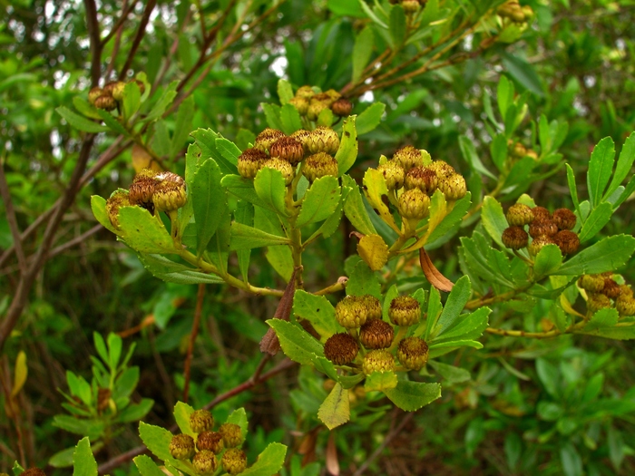 Baccharis psiadioides (Less.) Joch.Müll. Baccharis psiadioides (Less.) Joch.Müll.