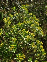 Baccharis psiadioides (Less.) Joch.Müll.