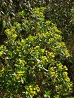 Baccharis psiadioides (Less.) Joch.Müll.