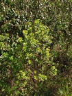 Baccharis psiadioides (Less.) Joch.Müll.