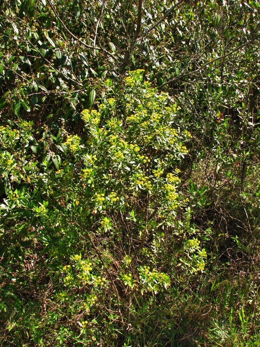 Baccharis psiadioides (Less.) Joch.Müll.