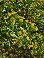Baccharis psiadioides (Less.) Joch.Müll.