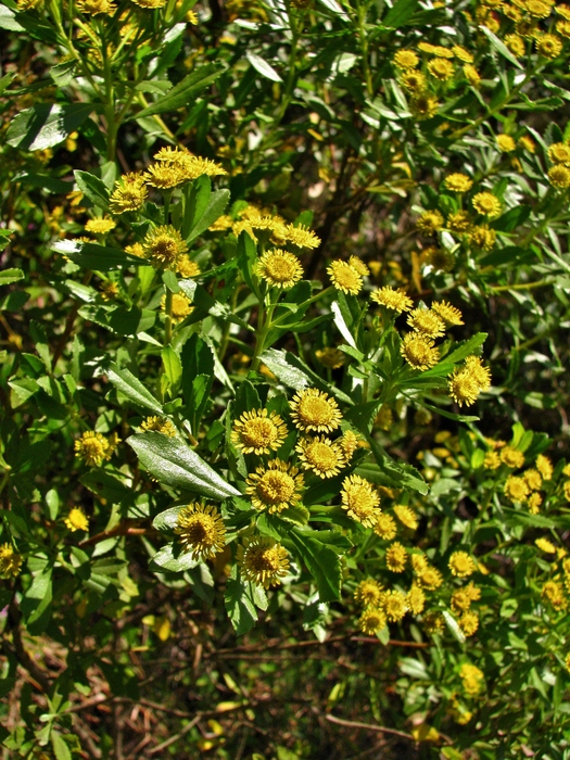 Baccharis psiadioides (Less.) Joch.Müll.