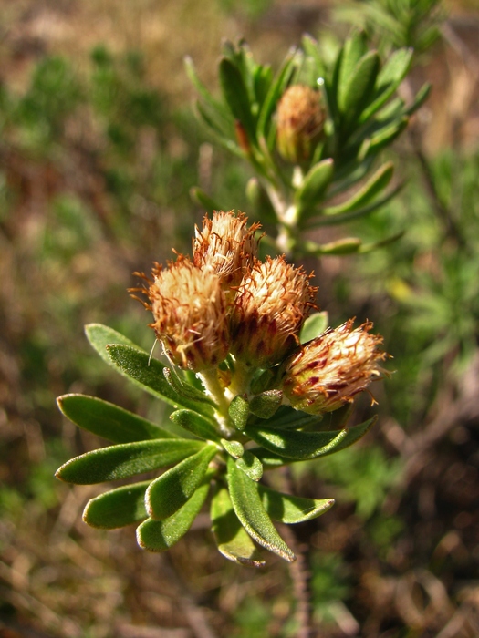 Baccharis dubia Deble & A.S.Oliveira Baccharis dubia Deble & A.S.Oliveira