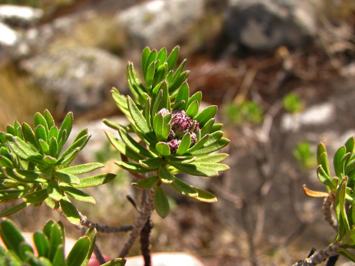 Baccharis dubia Deble & A.S.Oliveira