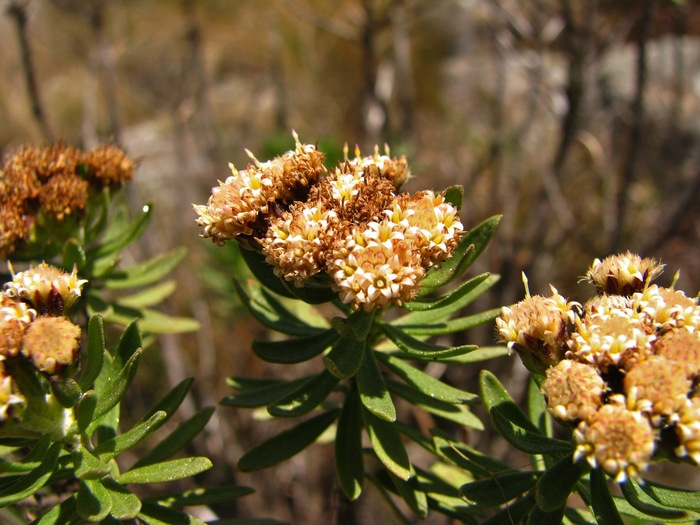 Baccharis dubia Deble & A.S.Oliveira Baccharis dubia Deble & A.S.Oliveira