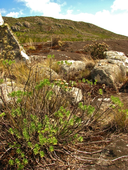 Baccharis dubia Deble & A.S.Oliveira Baccharis dubia Deble & A.S.Oliveira