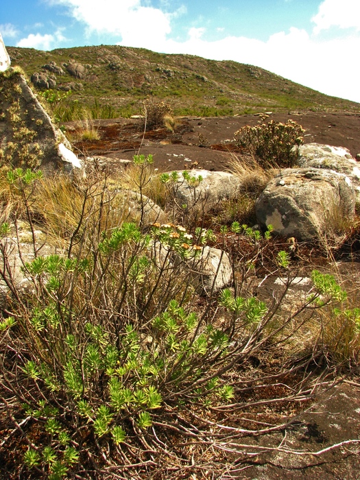 Baccharis dubia Deble & A.S.Oliveira