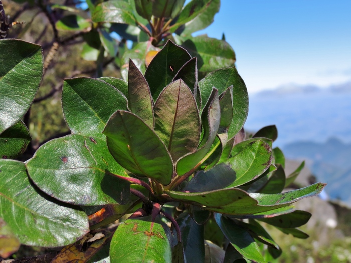 Baccharis magnifica G.Heiden, Leoni & J.N.Nakaj.