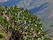 Baccharis magnifica G.Heiden, Leoni & J.N.Nakaj.