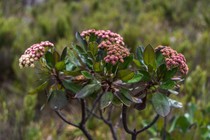 Baccharis magnifica G.Heiden, Leoni & J.N.Nakaj.