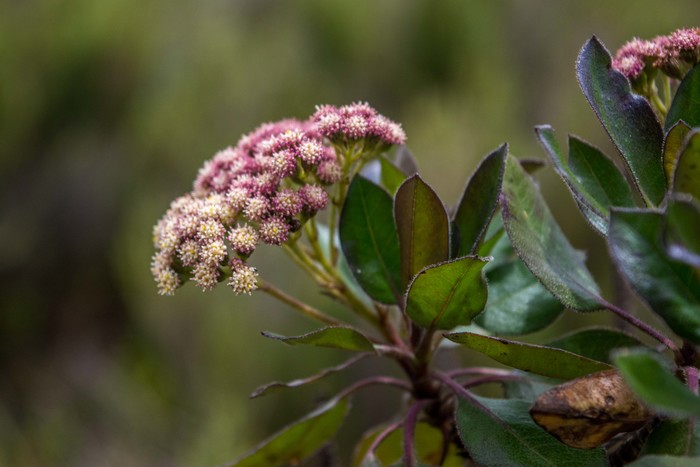 Baccharis magnifica G.Heiden, Leoni & J.N.Nakaj.