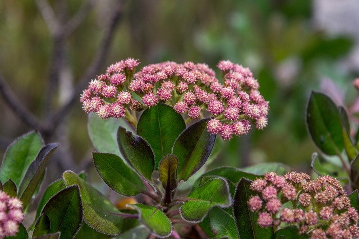 Baccharis magnifica G.Heiden, Leoni & J.N.Nakaj. Baccharis magnifica G.Heiden, Leoni & J.N.Nakaj.