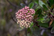 Baccharis magnifica G.Heiden, Leoni & J.N.Nakaj.