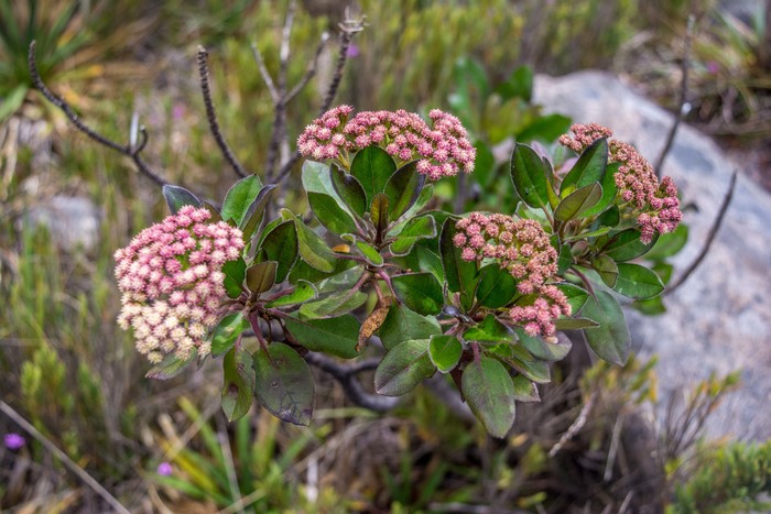 Baccharis magnifica G.Heiden, Leoni & J.N.Nakaj.