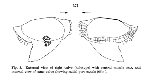 Holotype of Pterobairdiamaddocksae McKenzie & Keij, 1977 from the original description, Fig. 3