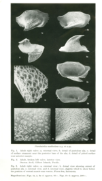 Types (not specified) of  McKenzie & Keij, 1977 from the original description