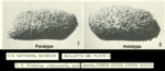 Triebelina schyroconcha Maddocks, 1969 from the original description, Pl. 2