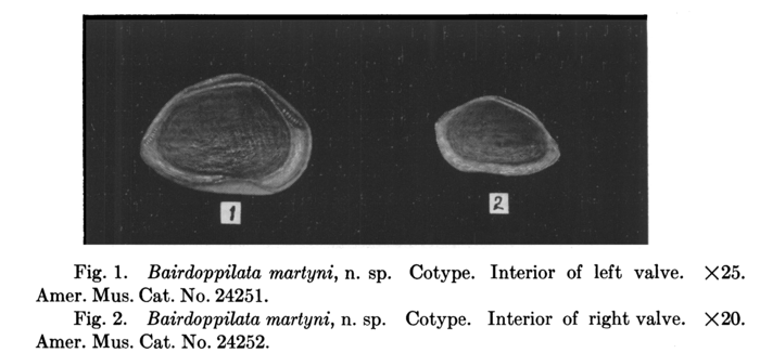 Bairdoppilata martyni Coryell, Sample &amp; Jennings, 1935 from the original description