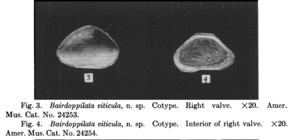 Bairdoppilata viticula Coryell, Sample & Jennings, 1935 from the original description