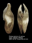 Pholas dactylus
