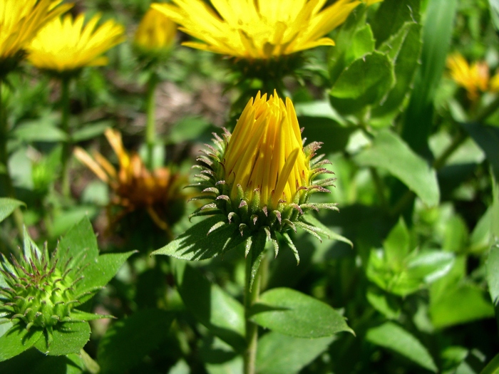 Grindelia puberula Hook. & Arn.