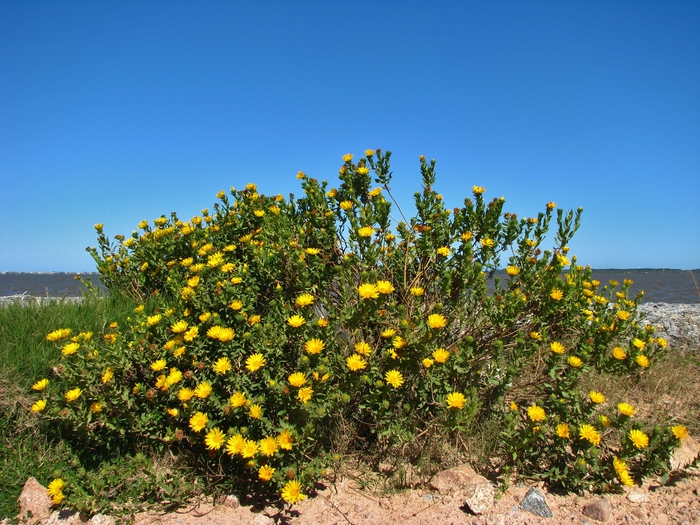 Grindelia puberula Hook. & Arn.