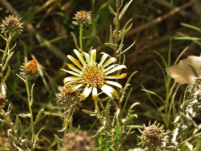 Grindelia pulchella Dunal