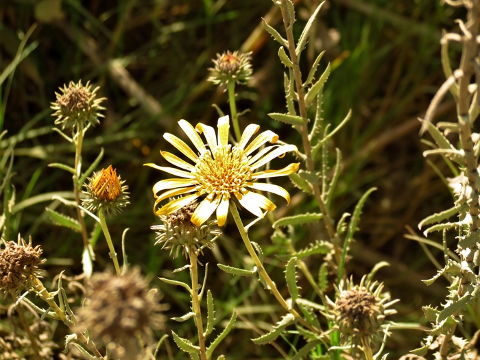 Grindelia pulchella Dunal