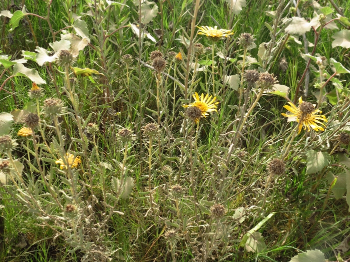 Grindelia pulchella Dunal