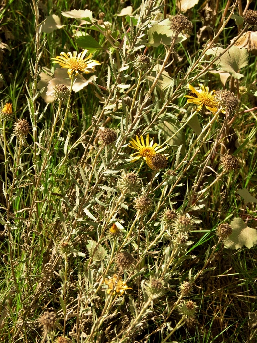 Grindelia pulchella Dunal