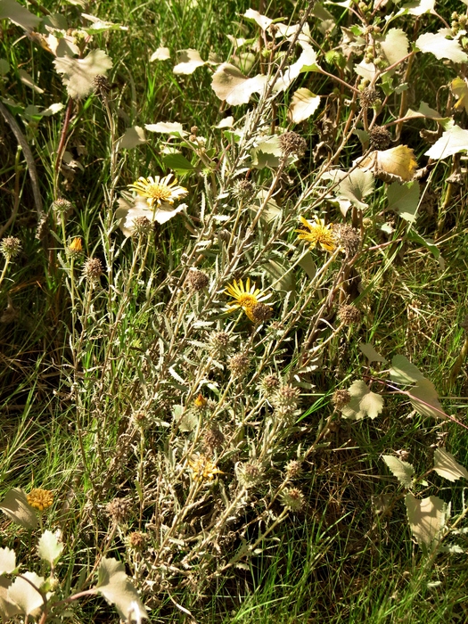 Grindelia pulchella Dunal