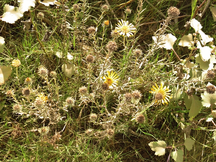 Grindelia pulchella Dunal