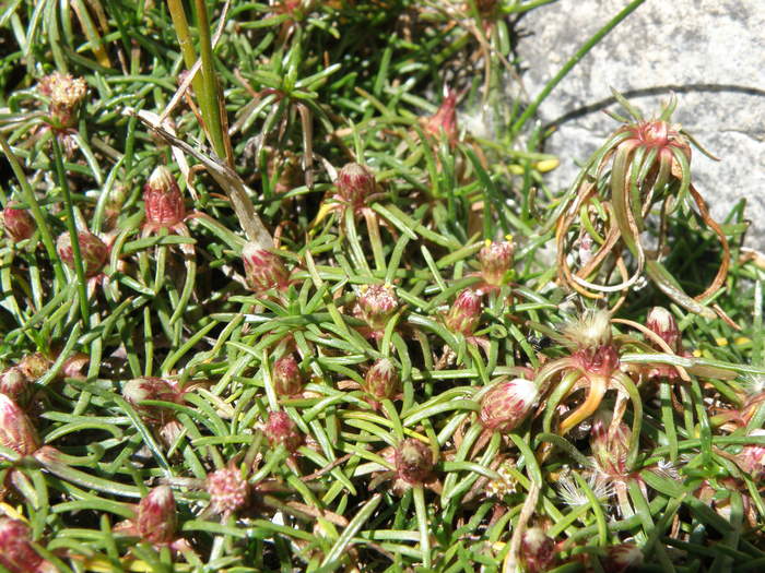 Baccharis davidsonii Cuatrec. Baccharis davidsonii Cuatrec.