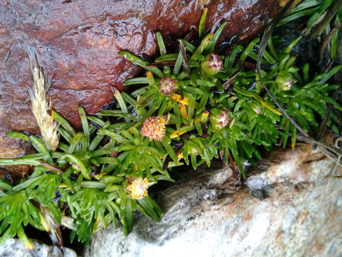 Baccharis davidsonii Cuatrec.