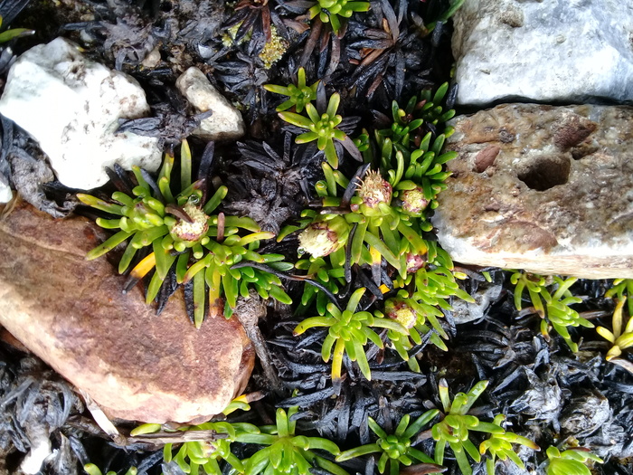 Baccharis davidsonii Cuatrec. Baccharis davidsonii Cuatrec.