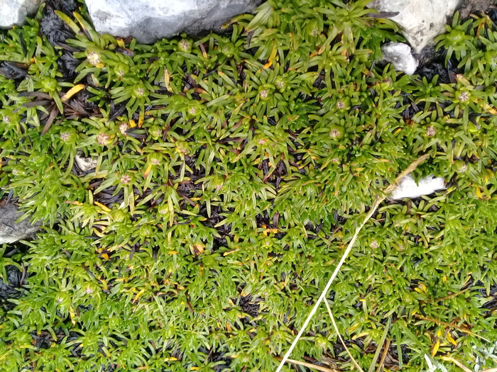 Baccharis davidsonii Cuatrec. Baccharis davidsonii Cuatrec.
